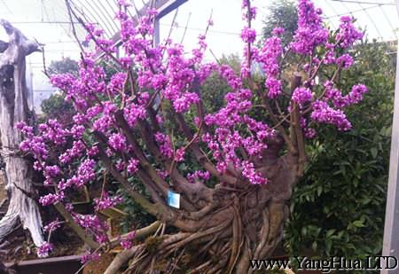 紫荊樹