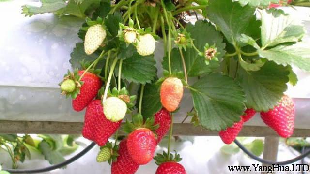 冬季草莓的種植方法