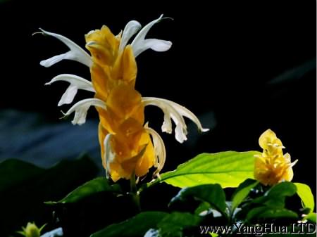 黃澄澄的金苞花