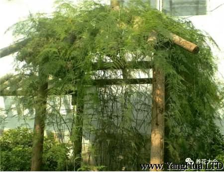 室外種植的文竹