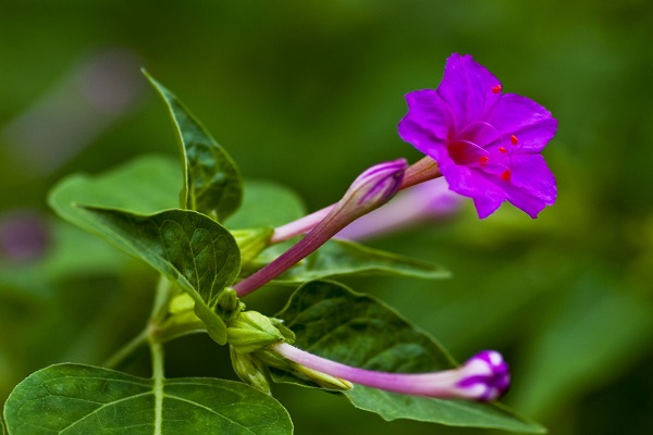 紫茉莉的種植方法