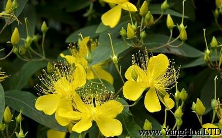 金絲桃植株