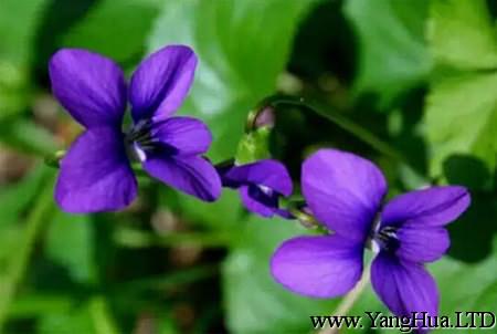 紫羅蘭的花