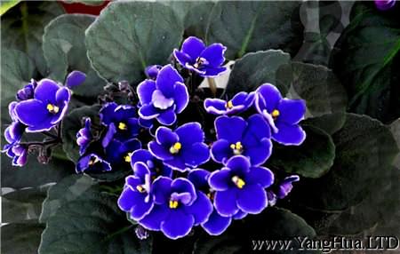 紫羅蘭植株