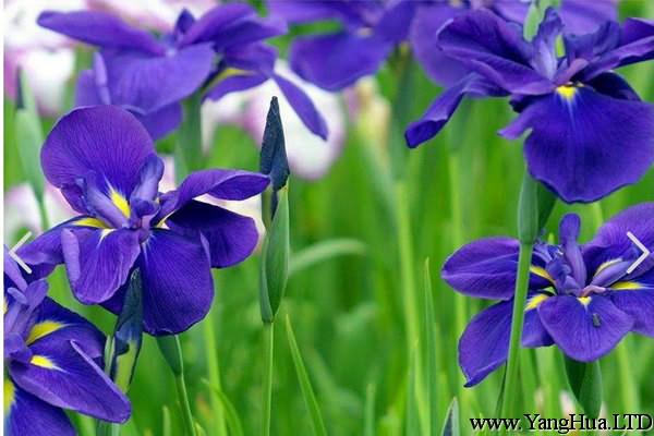 紫羅蘭什麼時候開花