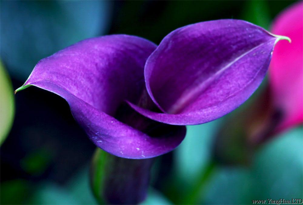 紫色馬 蹄蓮（慈姑花）