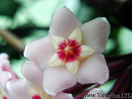 斑葉球蘭的小花