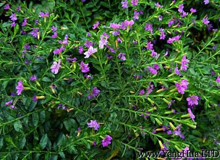 開滿花的紫萼距花樹