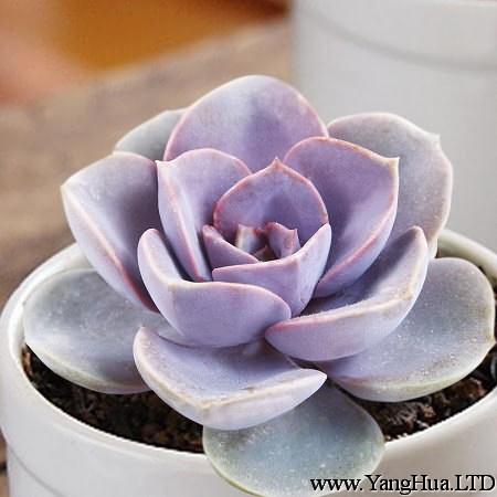 盆栽紫珍珠