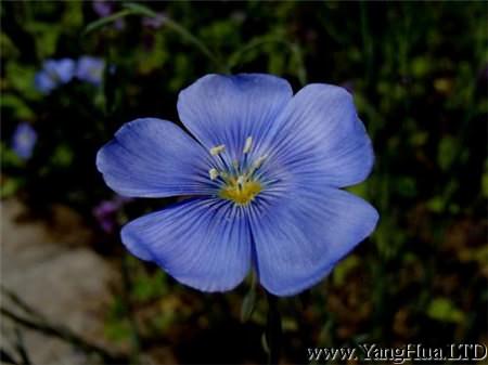 藍亞麻的花朵