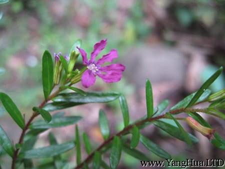 紫萼距的小花