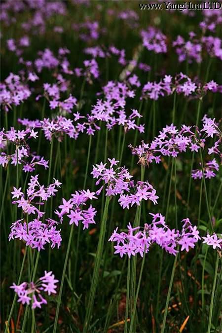 漂亮的紫嬌花