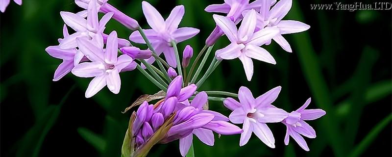 紫嬌花種子怎麼種