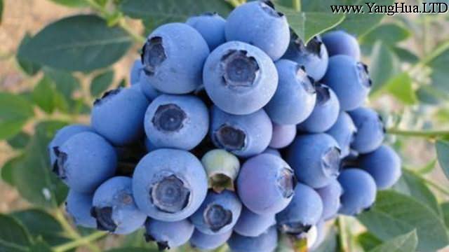 藍莓種子怎麼種
