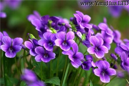 漂亮的紫花地丁