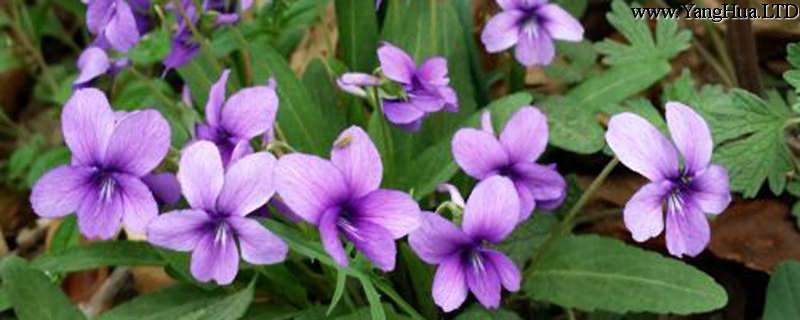 紫花地丁種子怎麼種