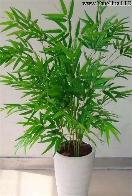 美麗的鳳尾竹