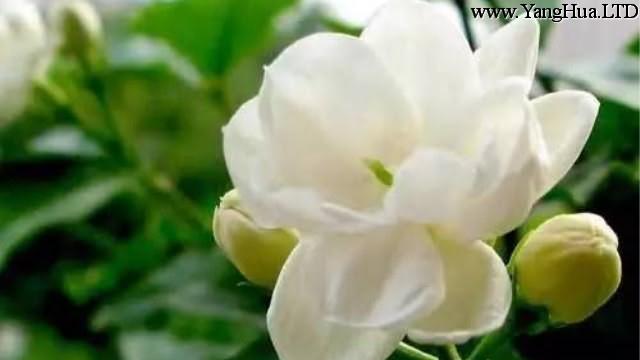 盆栽茉莉花的養護方法