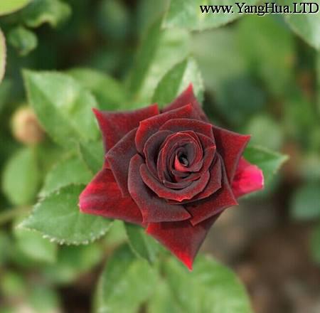美麗的路易十四玫瑰