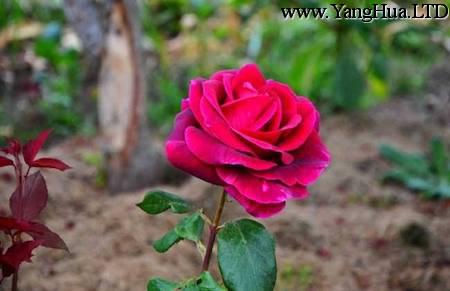 漂亮的路易十四玫瑰