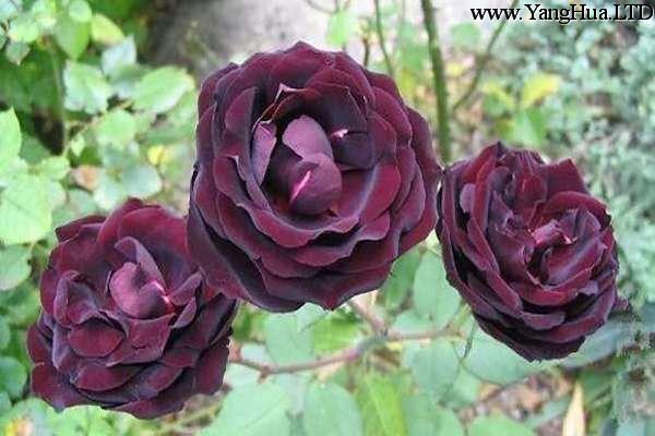 路易十四玫瑰怎麼種植