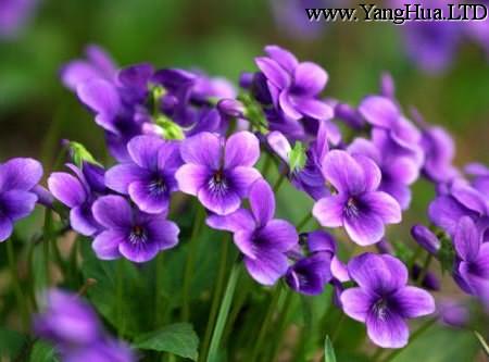 紫地丁香
