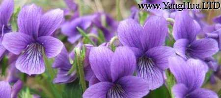 紫地丁香花海