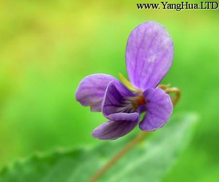 紫地丁香單花