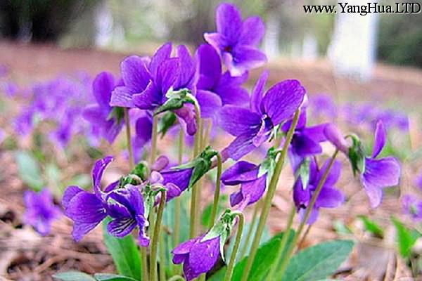 紫花地丁的養殖方法及注意事項