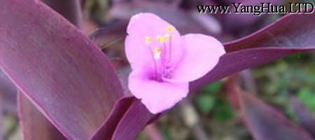 美麗的紫錦草（紫 竹梅）