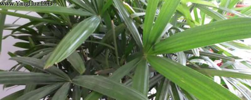 棕竹種子怎麼種