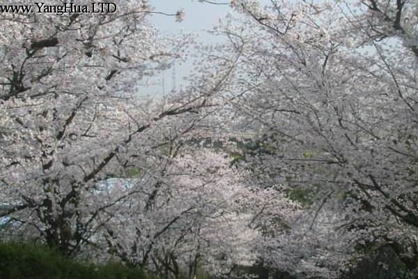 東京櫻花的繁殖方式