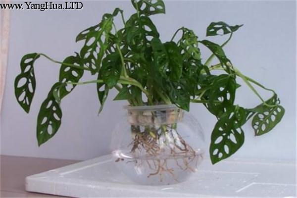 水培龜背竹的養殖方法和注意事項