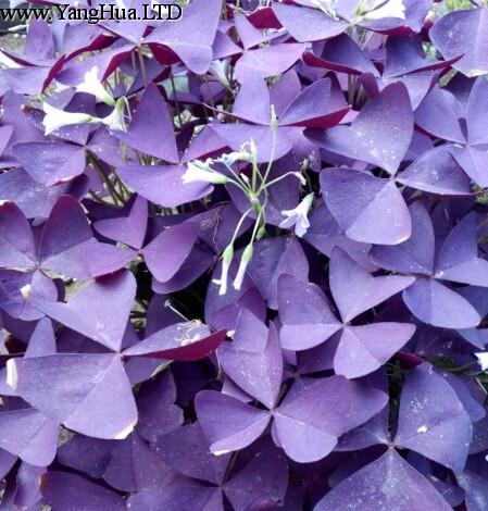 美麗的紫葉幸運草（酢 漿草）