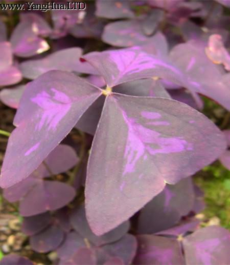 漂亮的紫葉幸運草（酢 漿草）