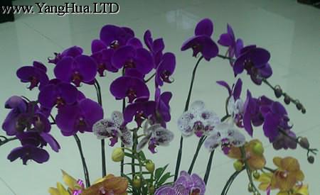 紫色蝴蝶蘭