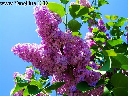紫丁香花枝