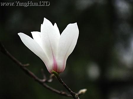 白玉蘭花朵
