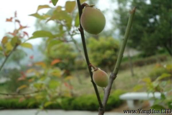 野杏種子怎麼種