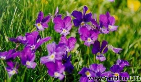 美麗的紫羅蘭