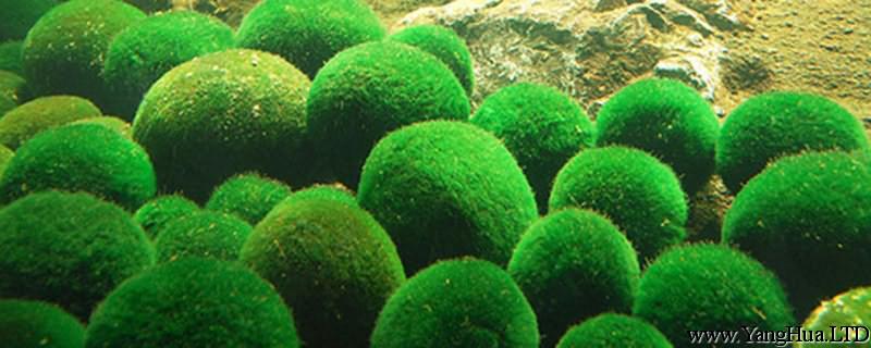 綠球藻的養殖方法