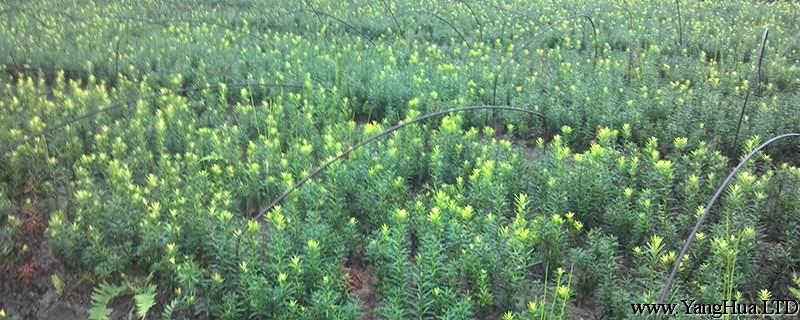 曼地亞紅豆杉用什麼肥料