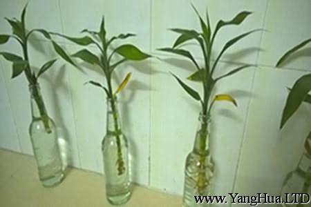 水養富貴竹