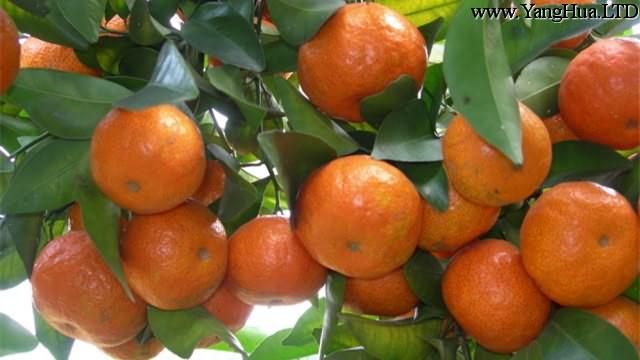 橘樹怎麼養