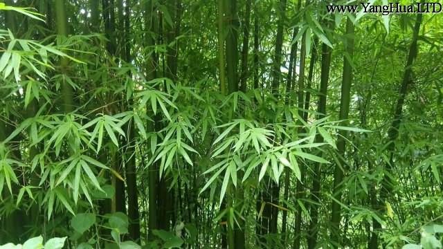 綠竹怎麼養