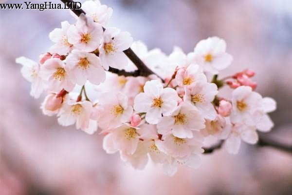櫻花樹怎麼養