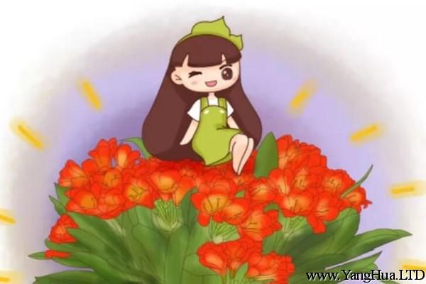 長壽君子蘭……夏季連開30朵，為啥她家的花不休眠！