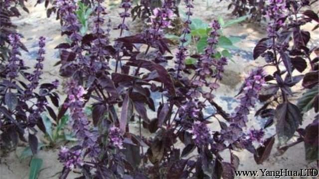 紫羅勒的種植方法