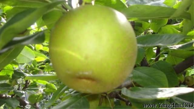 翠冠梨的種植方法和注意事項