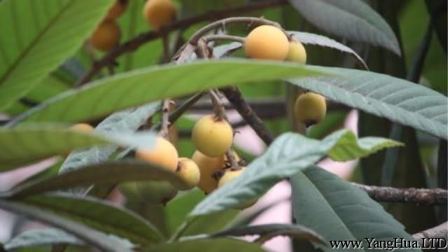 枇杷樹怎麼種植